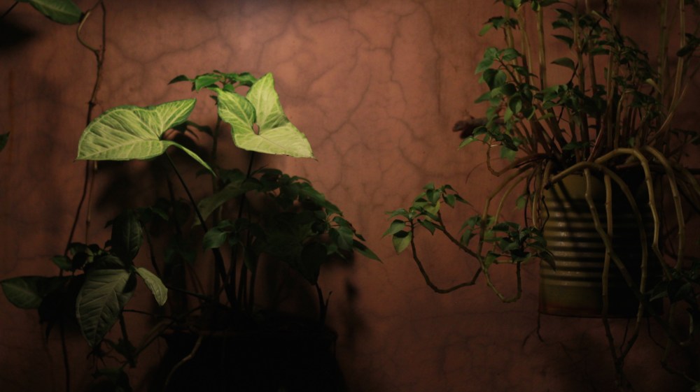 Vó Bertila em Foz do Iguaçu1